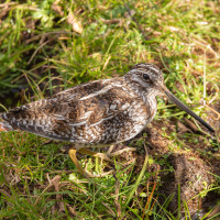 Solitary Snipe
